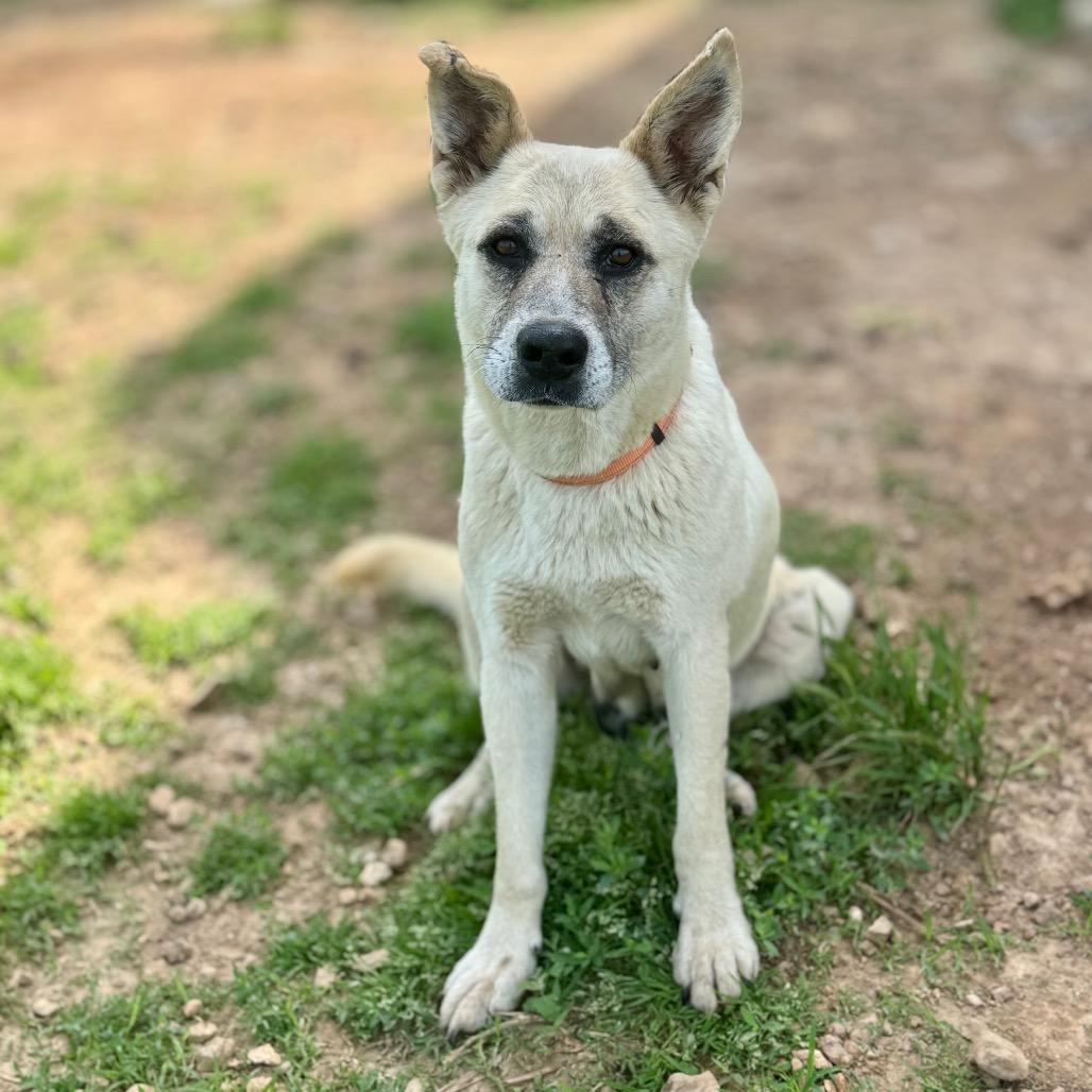 Enlarge Zulu, a Adoptable mixed breed in Huntsville, AL image 3/6
