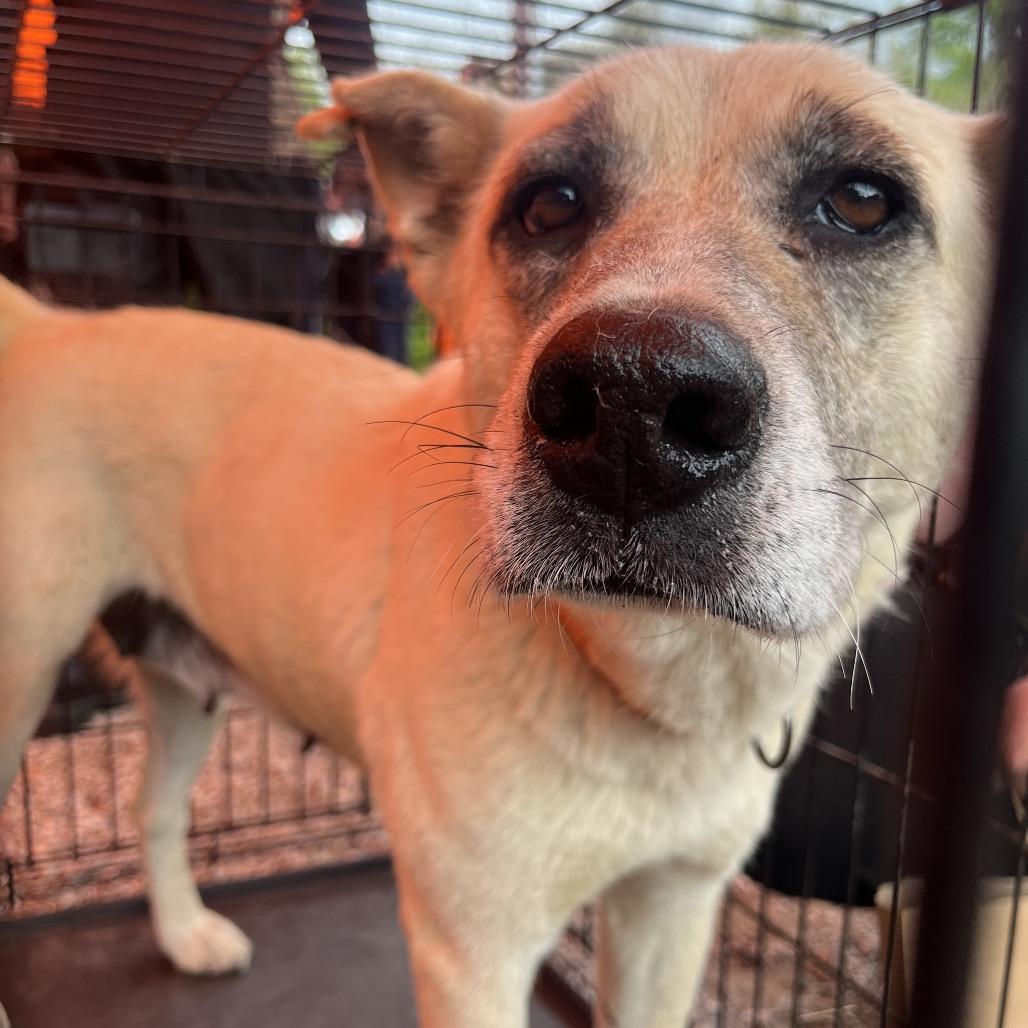 Enlarge Zulu, a Adoptable mixed breed in Huntsville, AL image 4/6