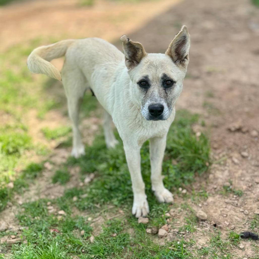 Enlarge Zulu, a Adoptable mixed breed in Huntsville, AL image 5/6