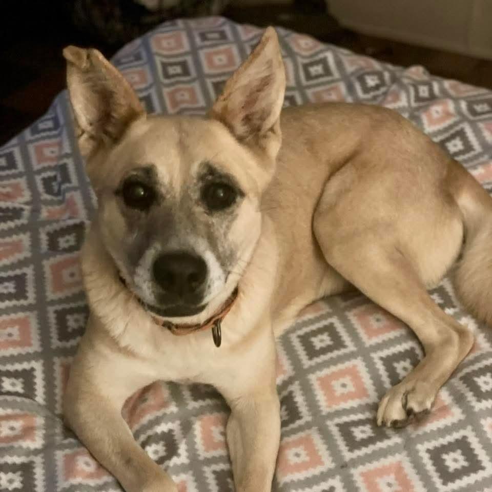 Enlarge Zulu, a Adoptable mixed breed in Huntsville, AL image 6/6