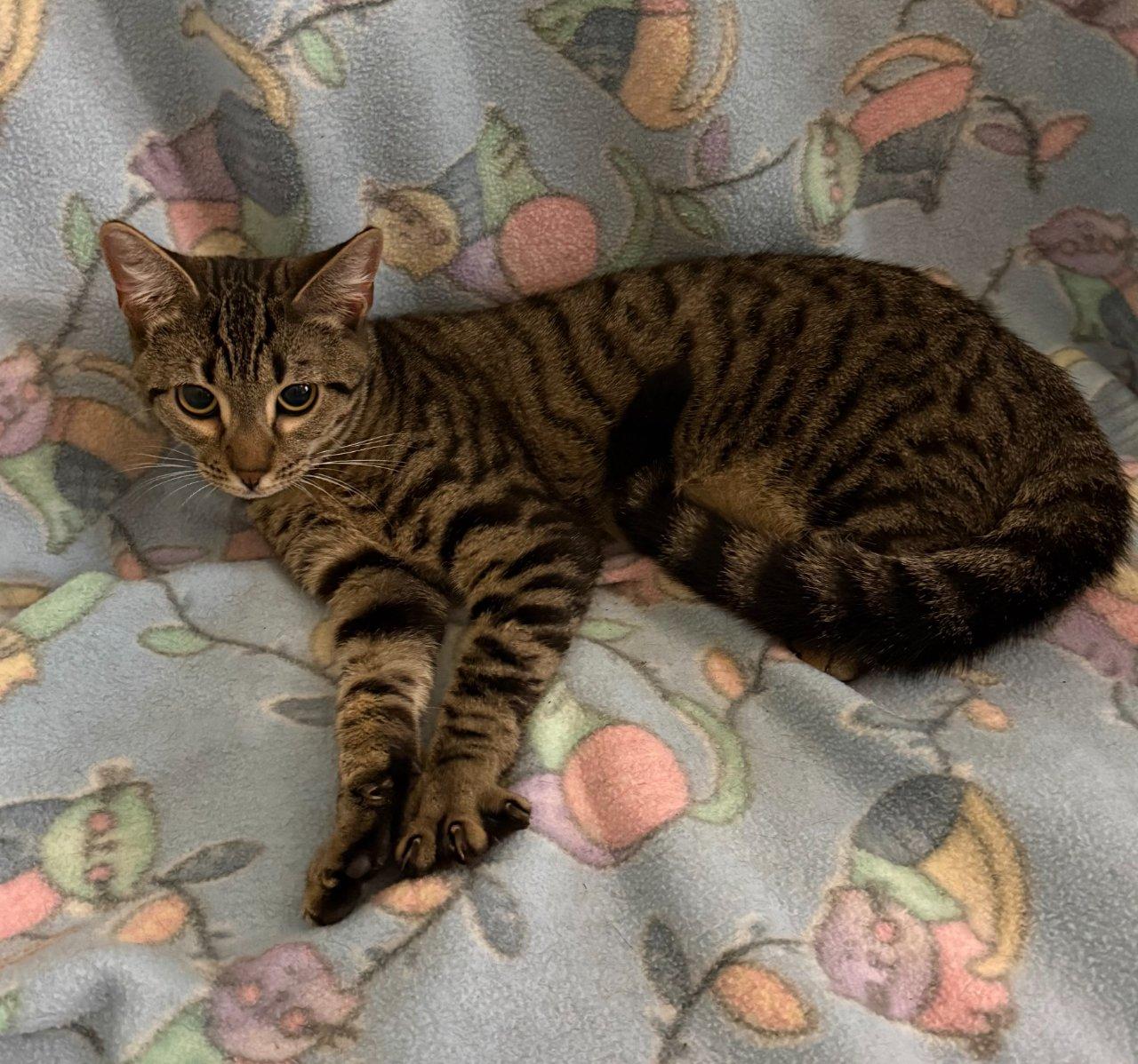 Beckett, Adoptable, Kitten Male Domestic Short Hair.