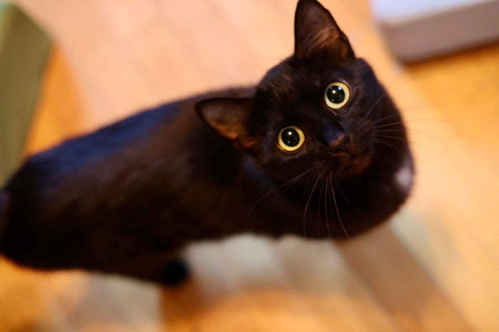 Mama Regina, a Adoptable Domestic Short Hair in Duluth, MN image 1/3
