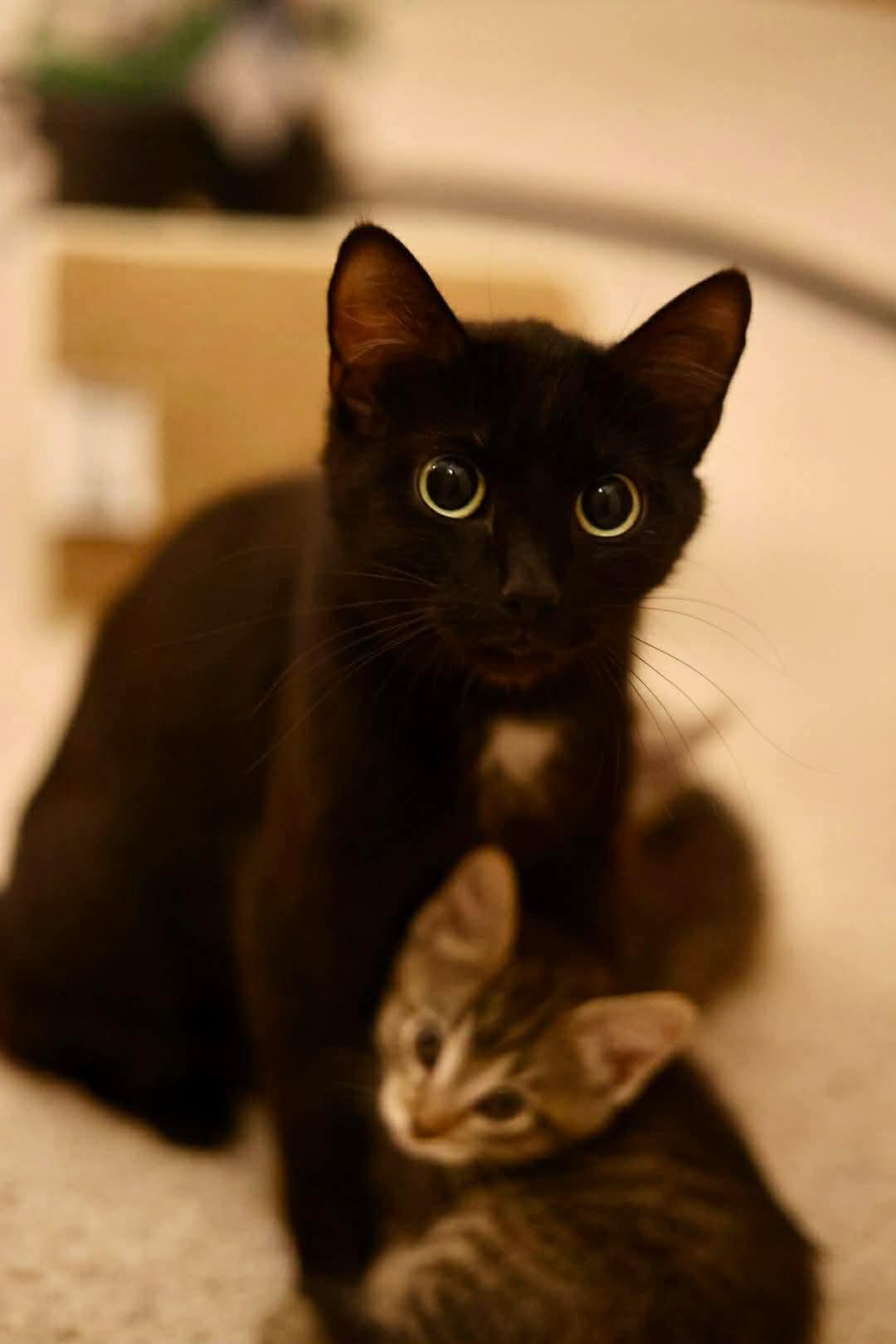Mama Regina, a Adoptable Domestic Short Hair in Duluth, MN image 2/3