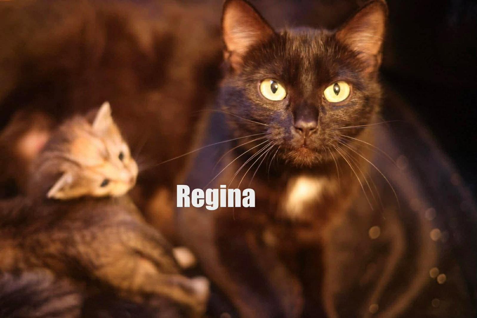 Mama Regina, a Adoptable Domestic Short Hair in Duluth, MN image 3/3