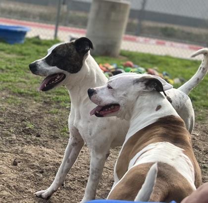 Kairo, a Adoptable mixed breed in Irving, TX image 1/3