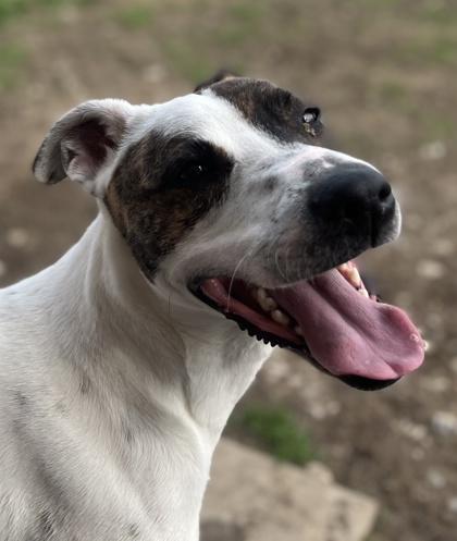 Enlarge Kairo, a Adoptable mixed breed in Irving, TX image 1/3