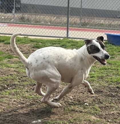 Kairo, a Adoptable mixed breed in Irving, TX image 2/3