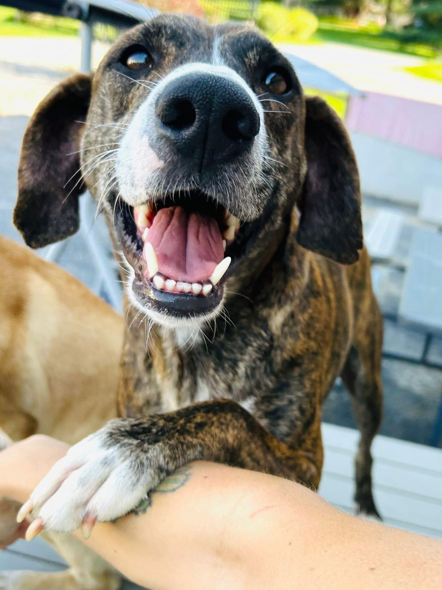 Rufus, a Adoptable mixed breed in Elizabethtown, PA image 1/3