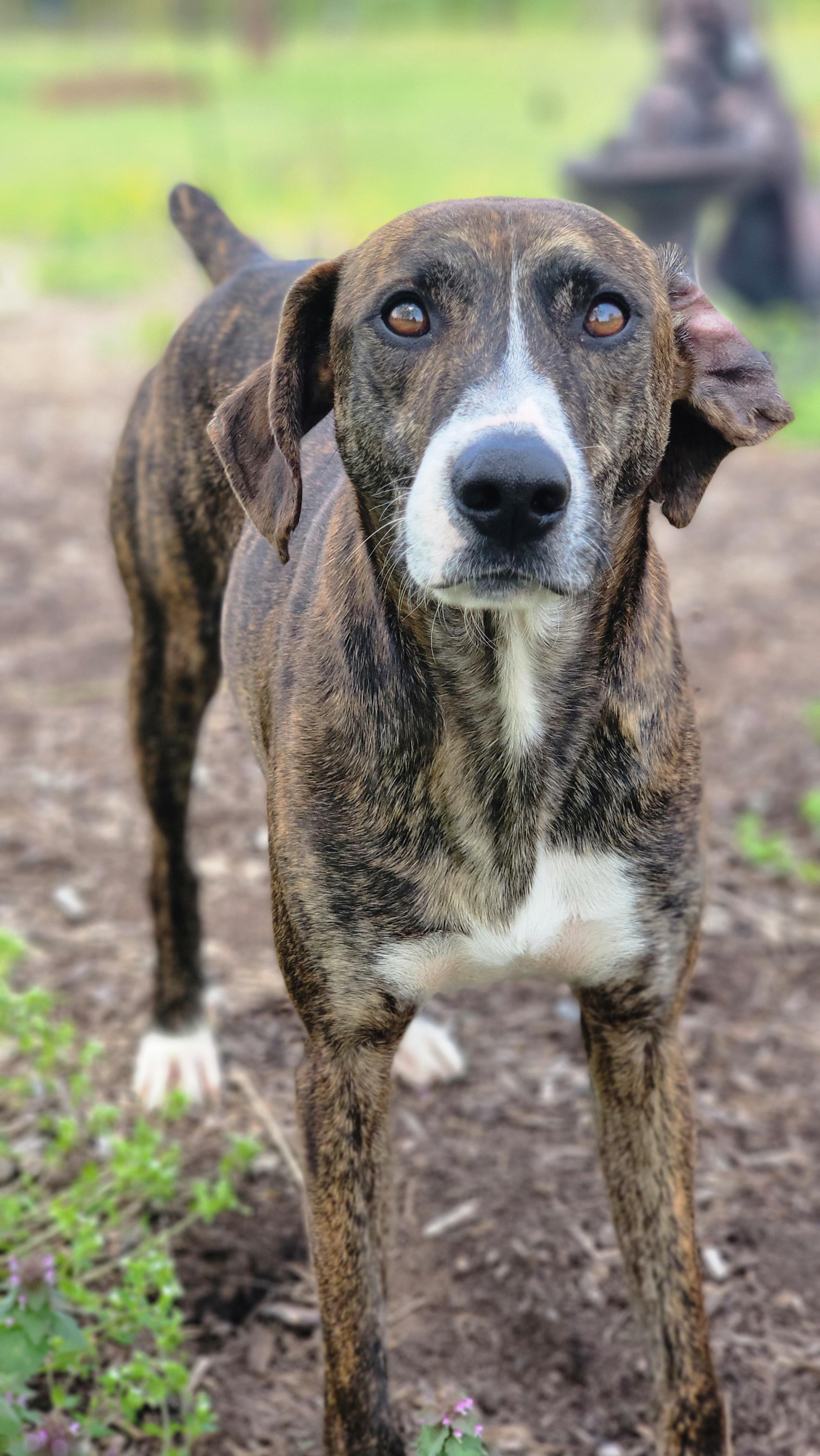 Rufus photo 2