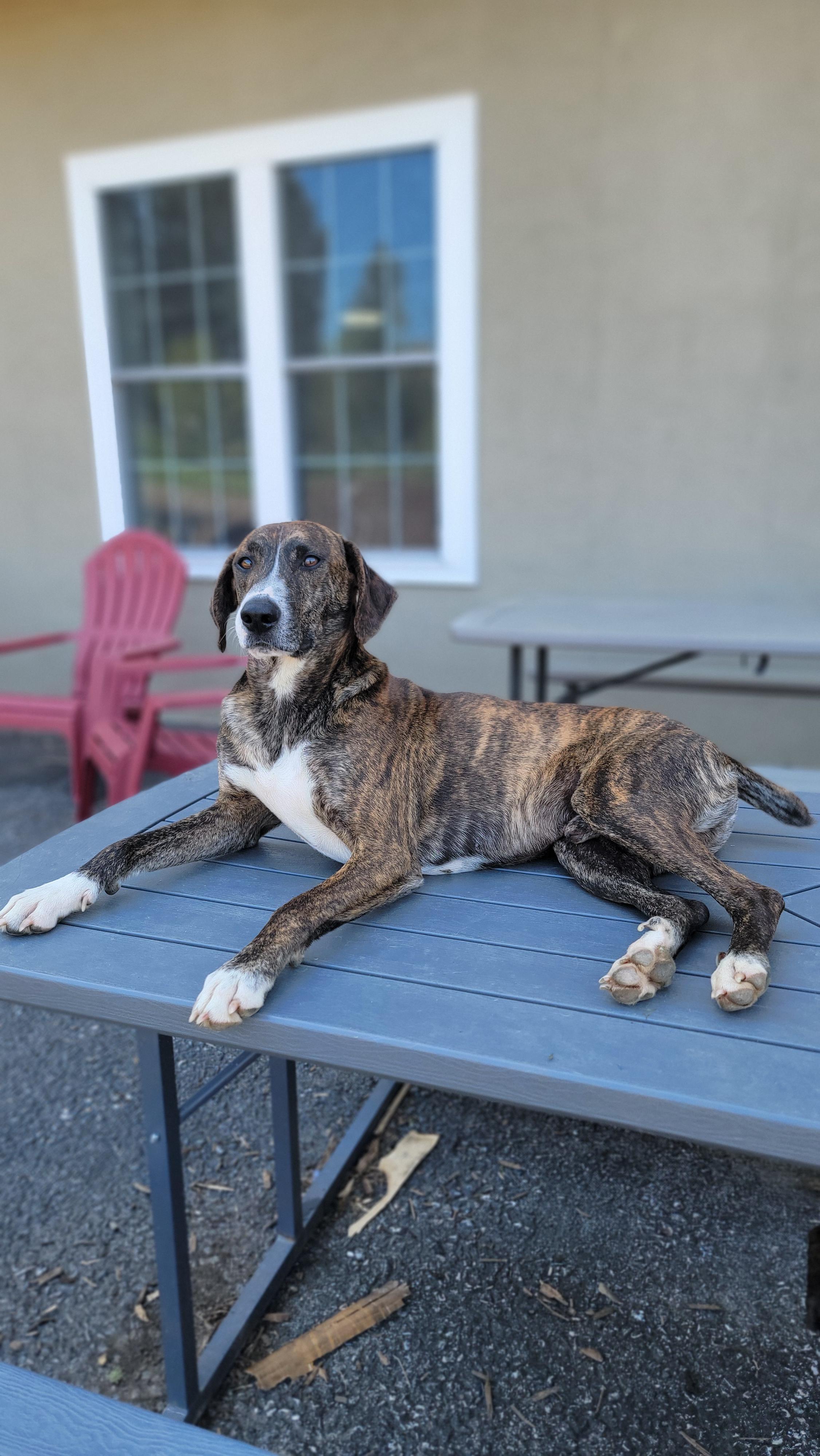 Rufus photo 3