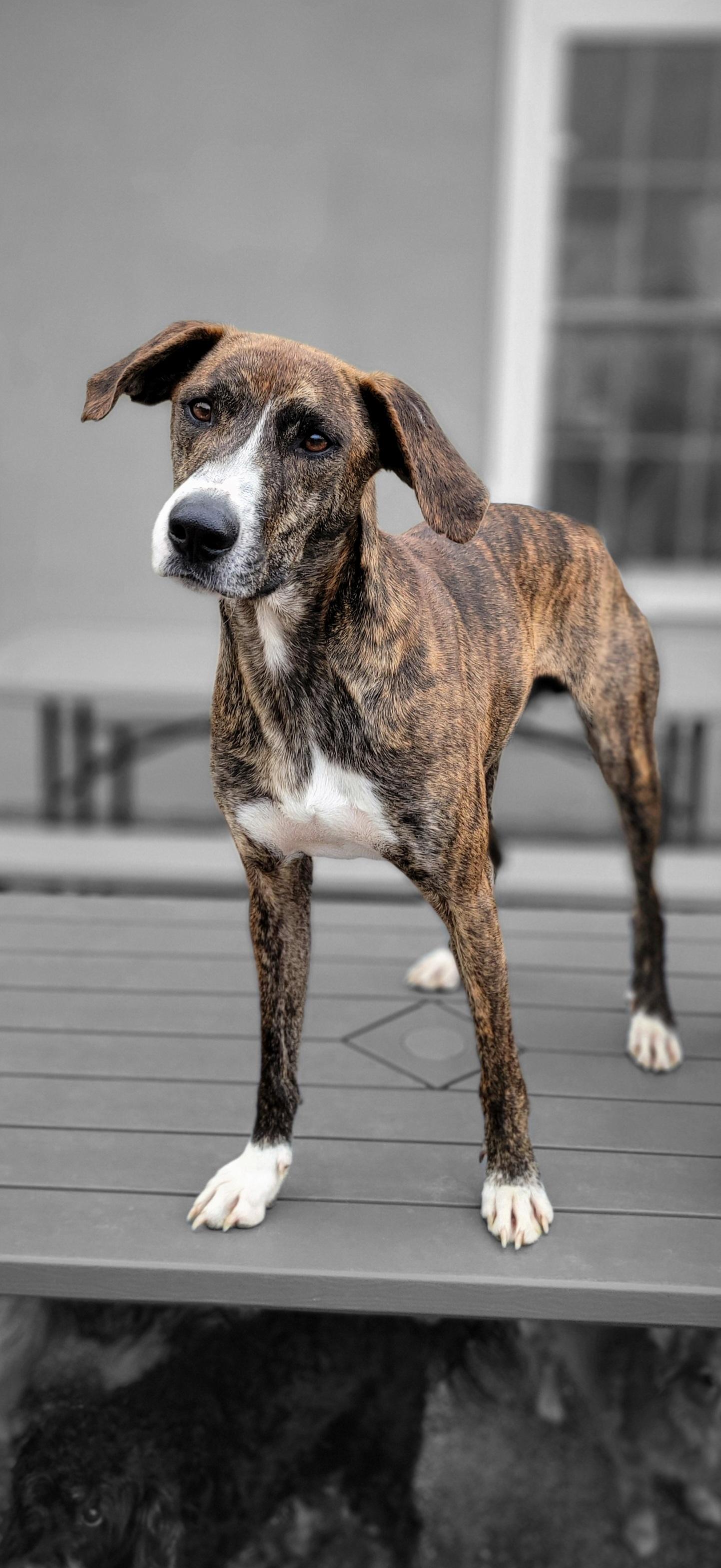 Rufus, Young Male unknown
