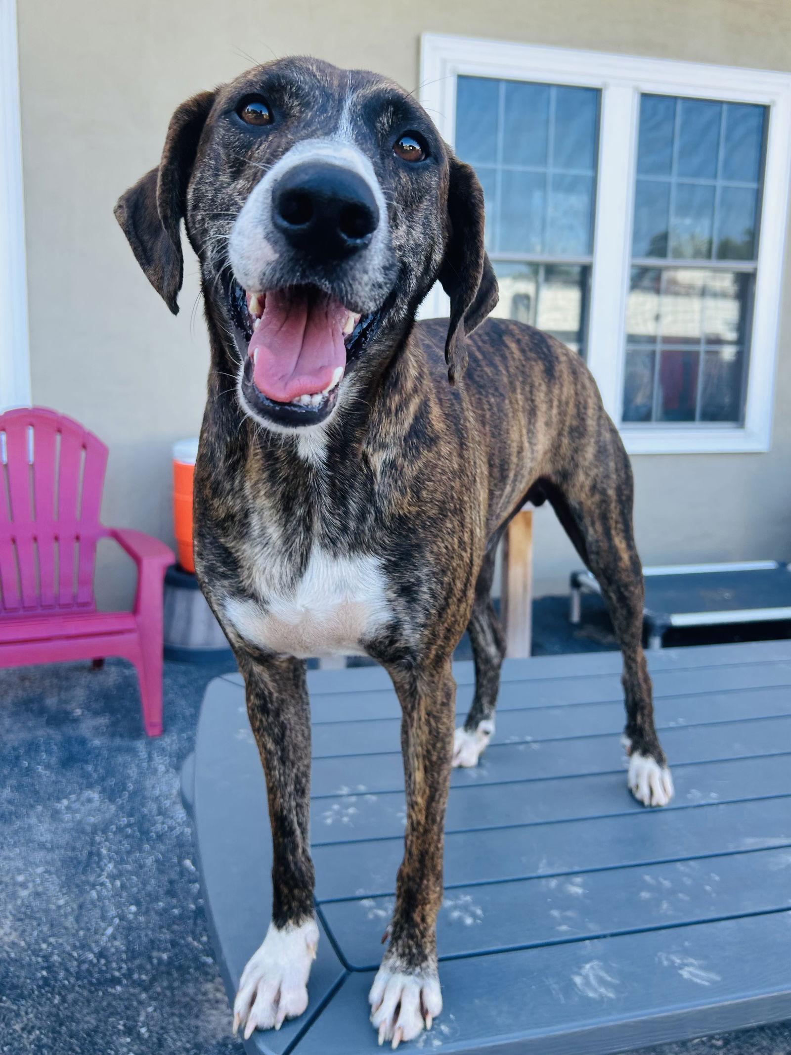 Rufus, a Adoptable mixed breed in Elizabethtown, PA image 3/3