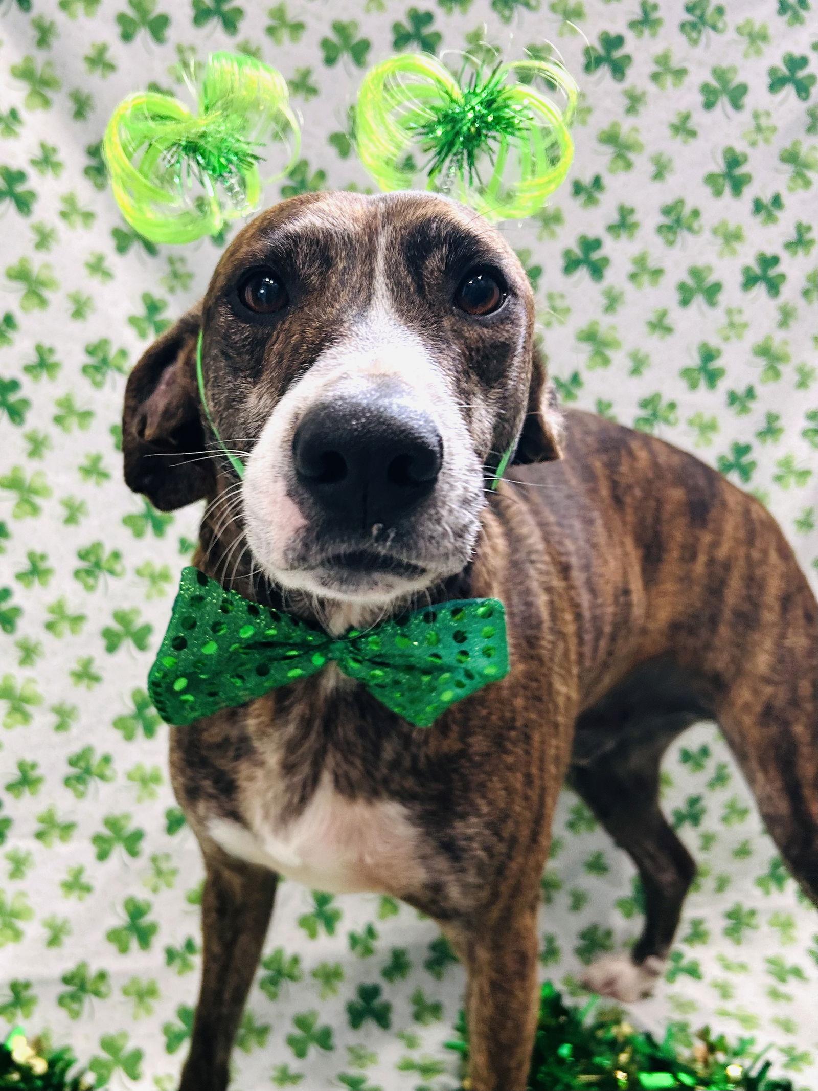 Enlarge Rufus, a Adoptable mixed breed in Elizabethtown, PA image 2/3