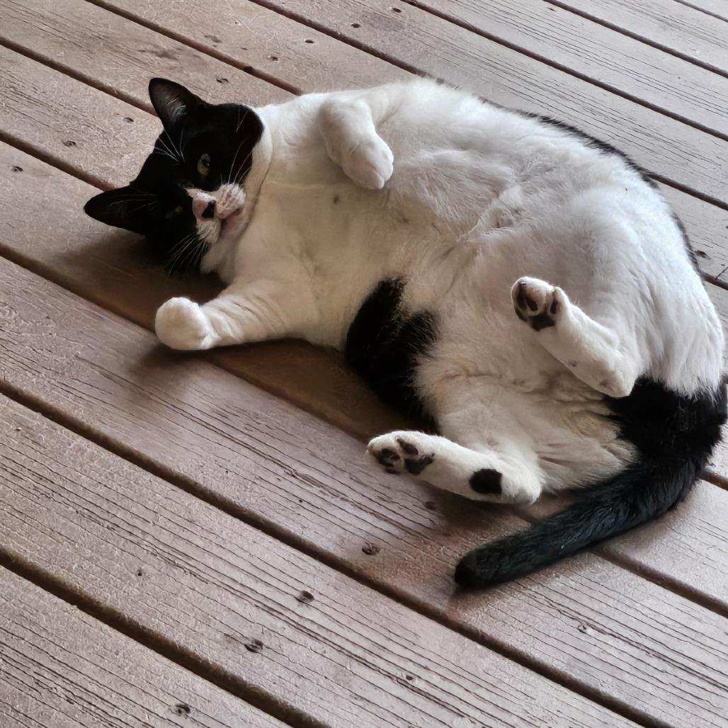 Molly, Adoptable, Adult Female Domestic Short Hair.