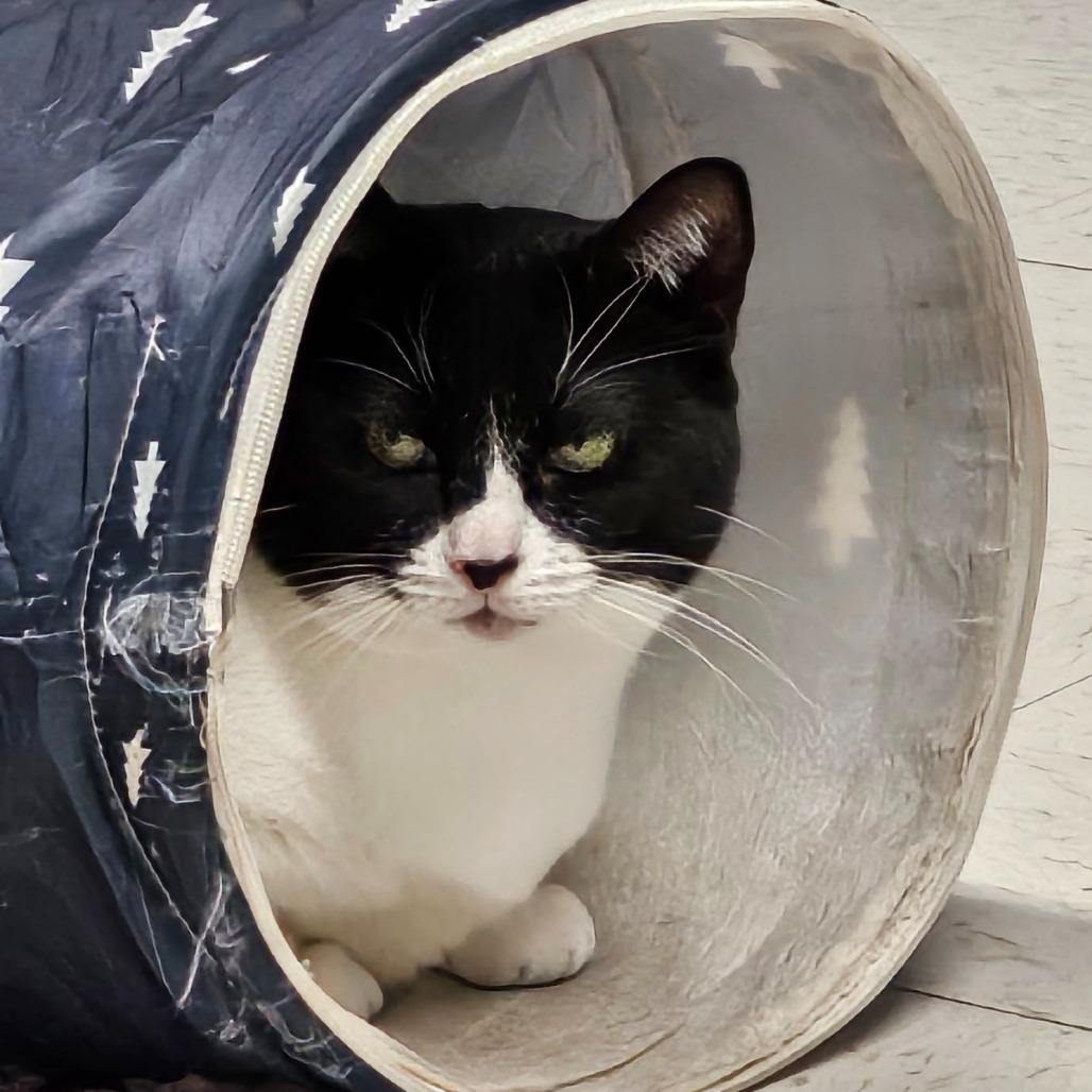 Enlarge Molly, a Adoptable Domestic Short Hair in North Augusta, SC image 2/5