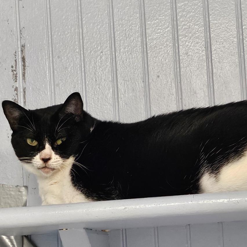 Enlarge Molly, a Adoptable Domestic Short Hair in North Augusta, SC image 3/5