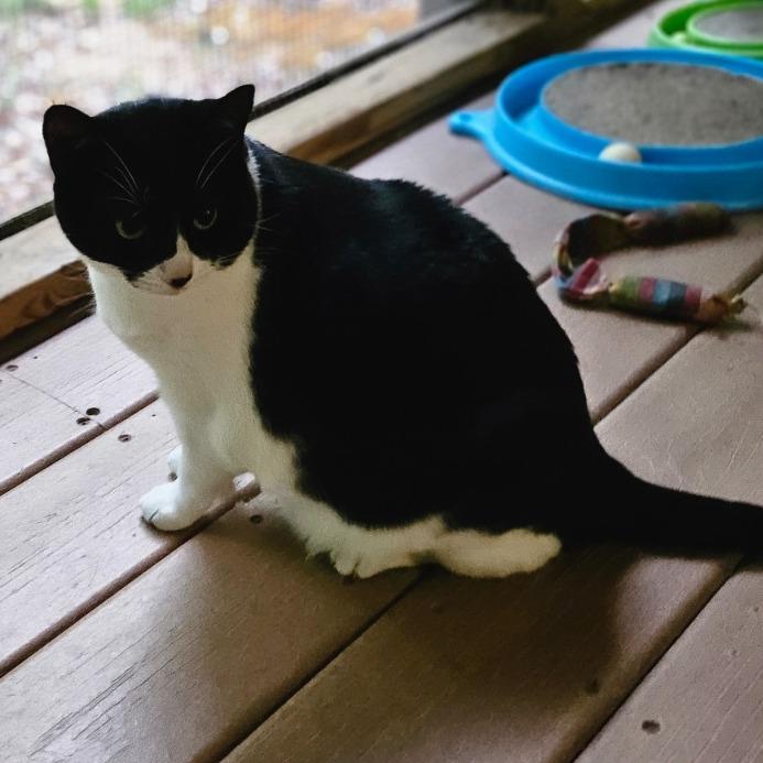 Enlarge Molly, a Adoptable Domestic Short Hair in North Augusta, SC image 4/5