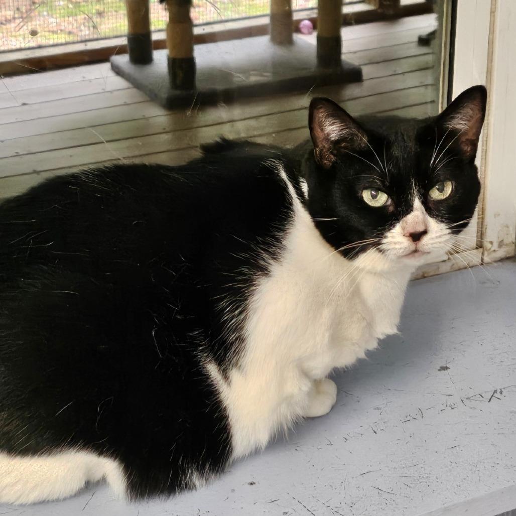 Enlarge Molly, a Adoptable Domestic Short Hair in North Augusta, SC image 5/5