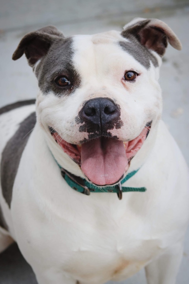 Eve, an adoptable American Bully in Middlebury, CT image 1/9