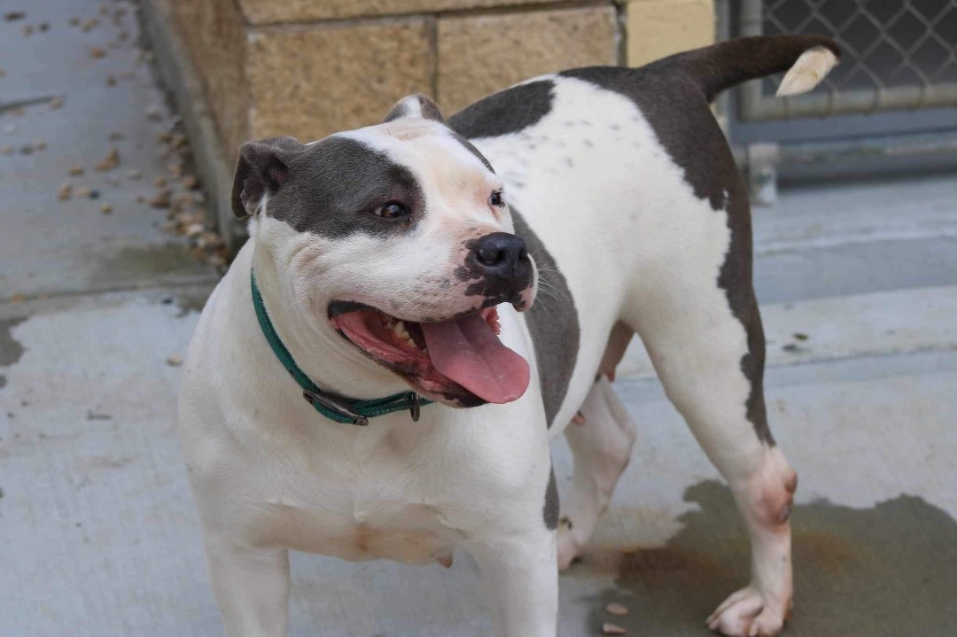 Eve, an adoptable American Bully in Middlebury, CT image 2/9