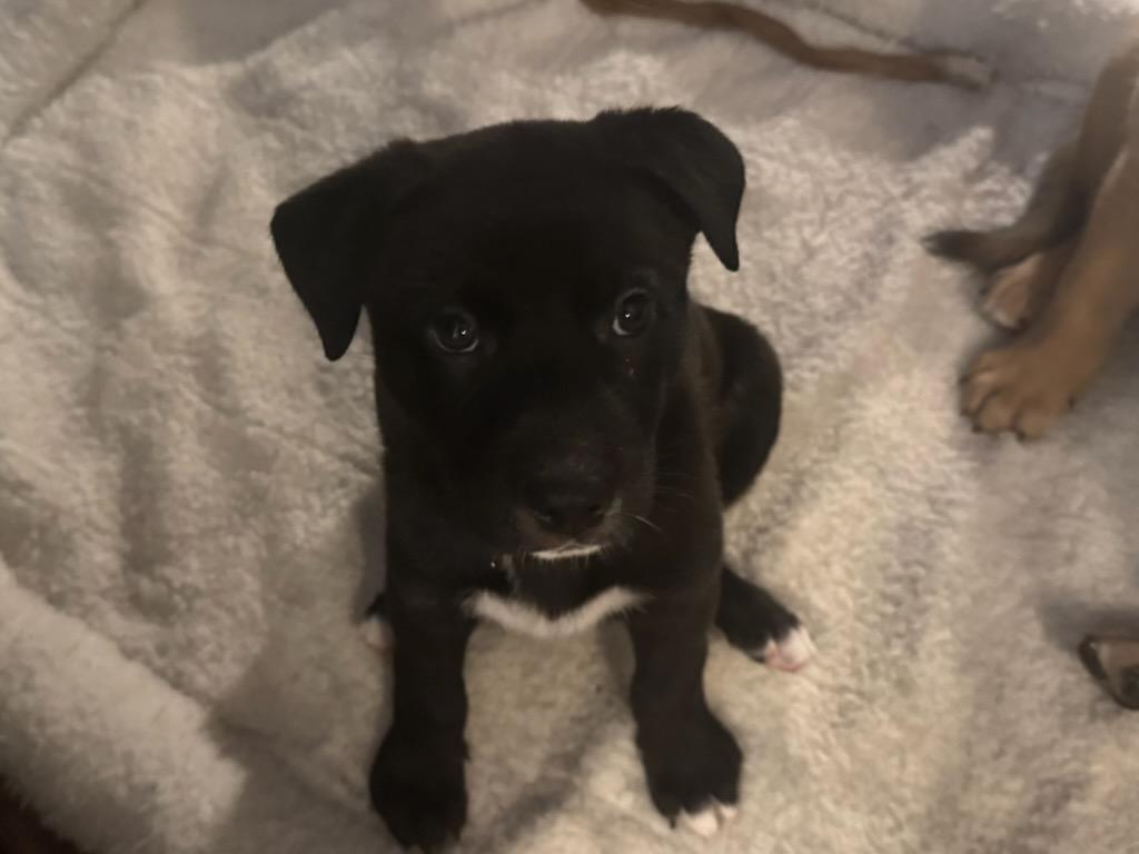 Enlarge River, a ADOPTABLE mixed breed in Lake Cowichan, BC image 3/5