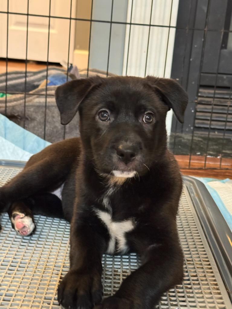 Enlarge River, a ADOPTABLE mixed breed in Lake Cowichan, BC image 2/5