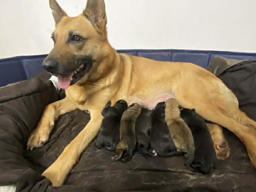 Enlarge River, a ADOPTABLE mixed breed in Lake Cowichan, BC image 5/5