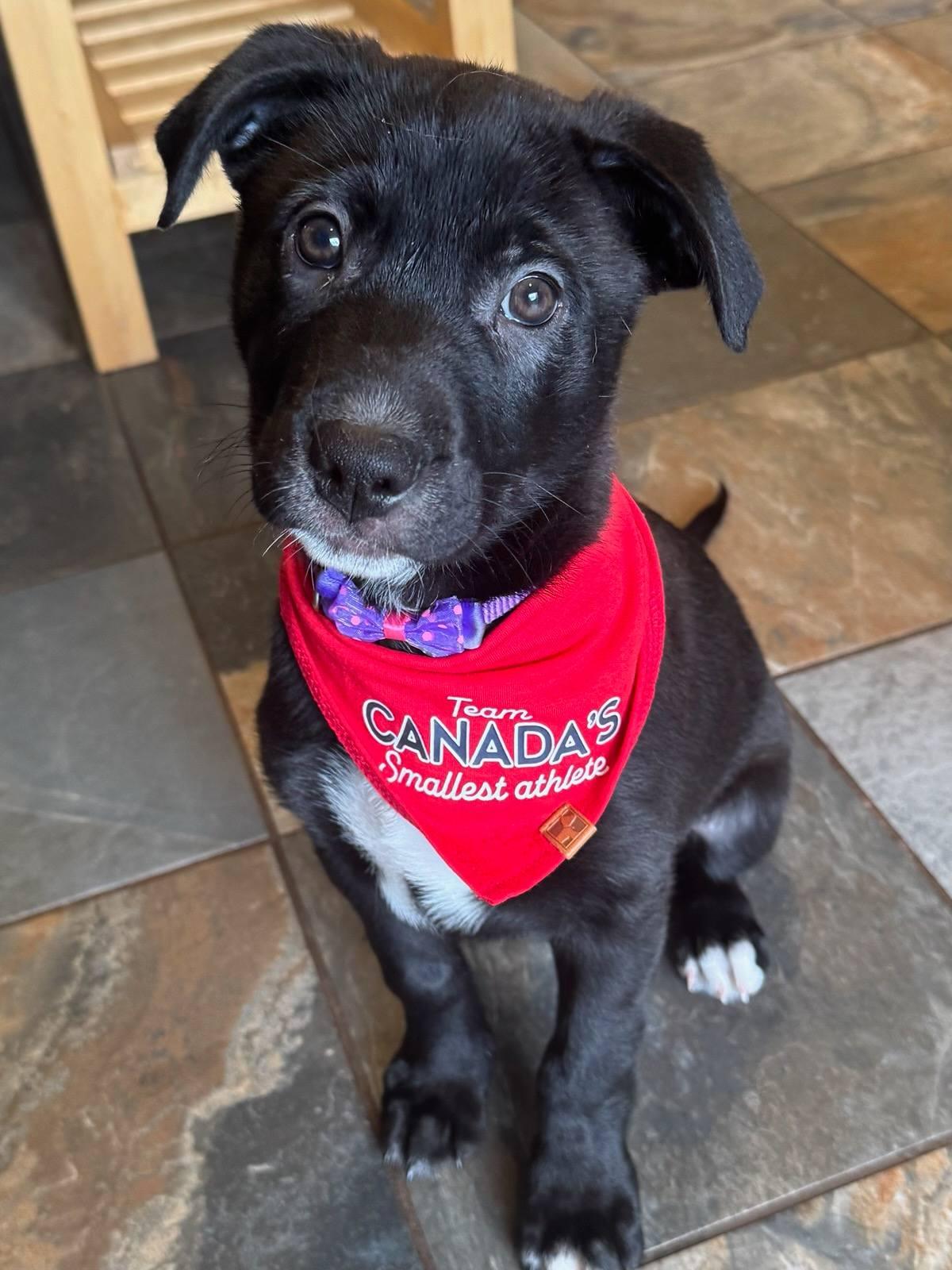 River, ADOPTABLE, Puppy Female German Shepherd Dog & Black Labrador Retriever.