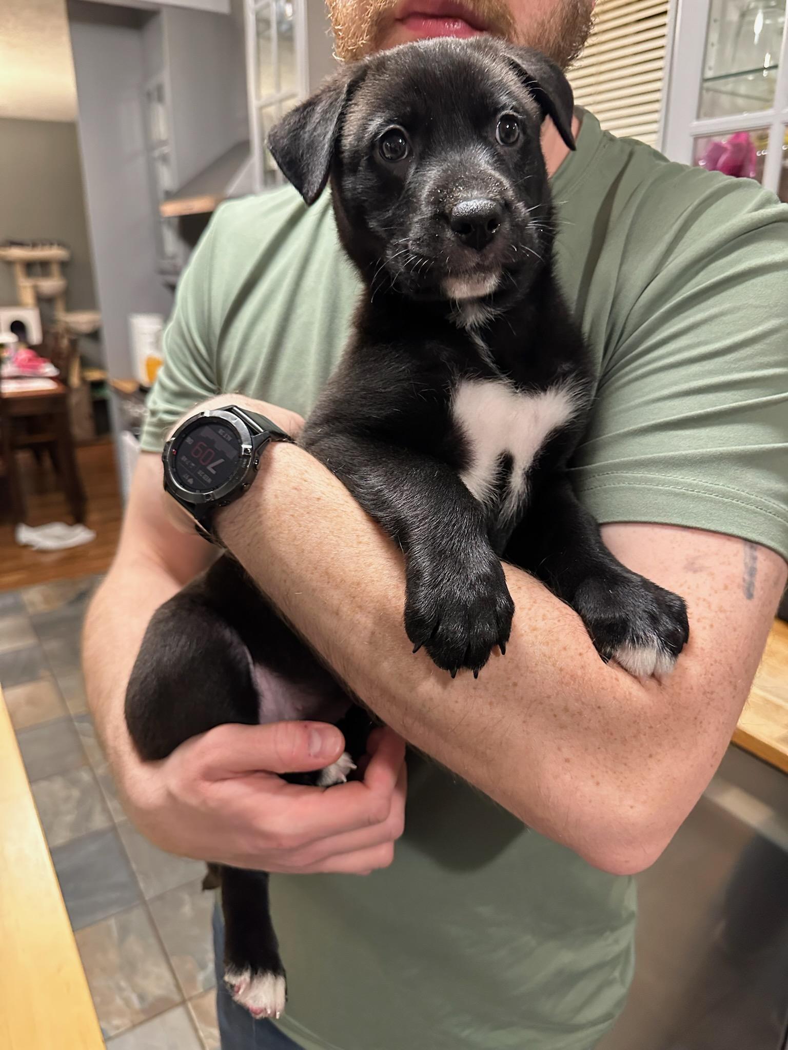 Enlarge River, a ADOPTABLE mixed breed in Lake Cowichan, BC image 4/5