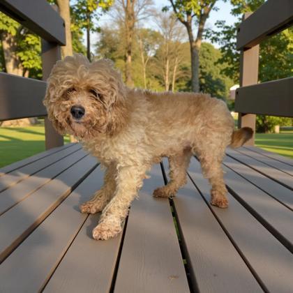 Enlarge Parker, a Adoptable Poodle in Malvern, PA image 1/3