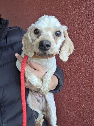 Enlarge Parker, a Adoptable Poodle in Malvern, PA image 2/3