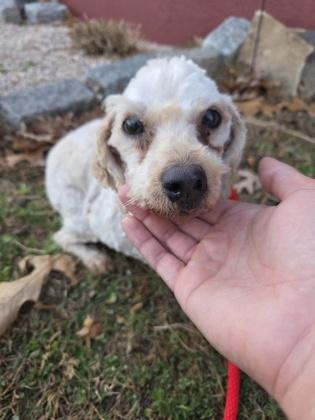 Enlarge Parker, a Adoptable Poodle in Malvern, PA image 3/3