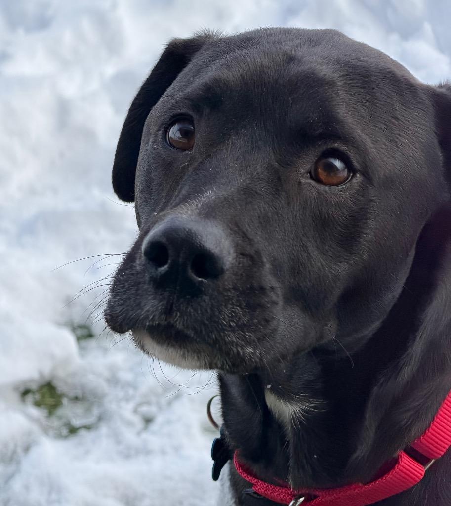 Oli (Marty), Adoptable, Adult Male Labrador Retriever.