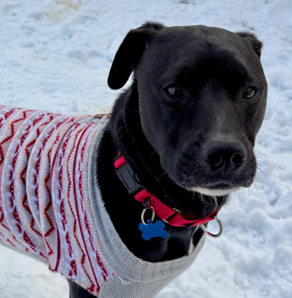 Enlarge Oli (Marty), a Adoptable mixed breed in Columbia, IL image 2/4