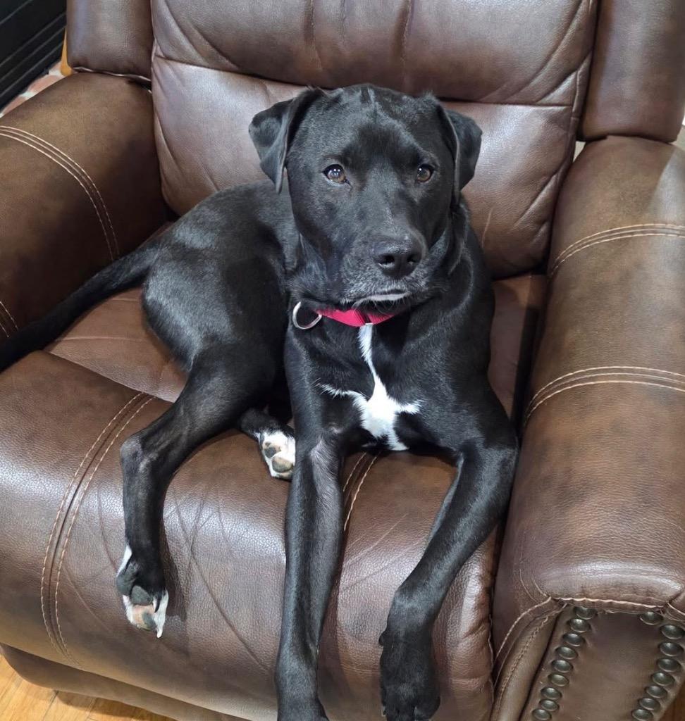 Enlarge Oli (Marty), a Adoptable mixed breed in Columbia, IL image 4/4