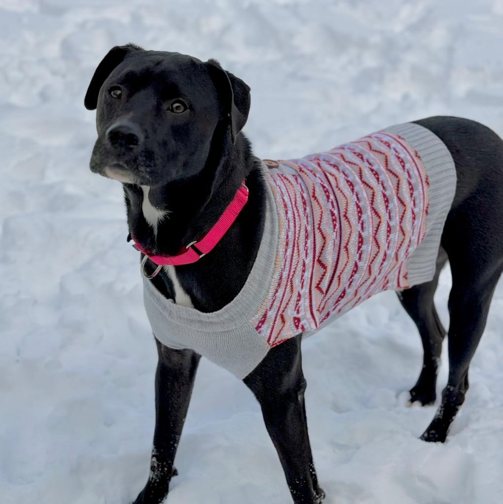 Enlarge Oli (Marty), a Adoptable mixed breed in Columbia, IL image 3/4