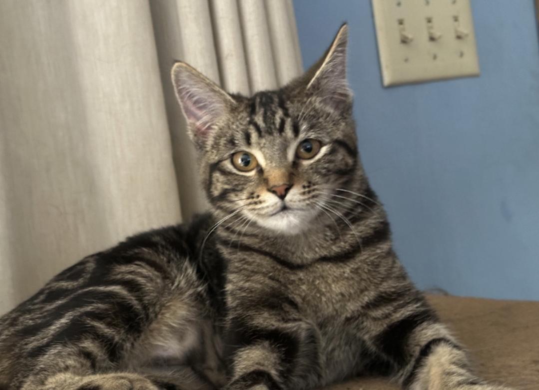 Pretzel, an adoptable Domestic Short Hair in West Richland, WA, 99353 | Photo Image 1