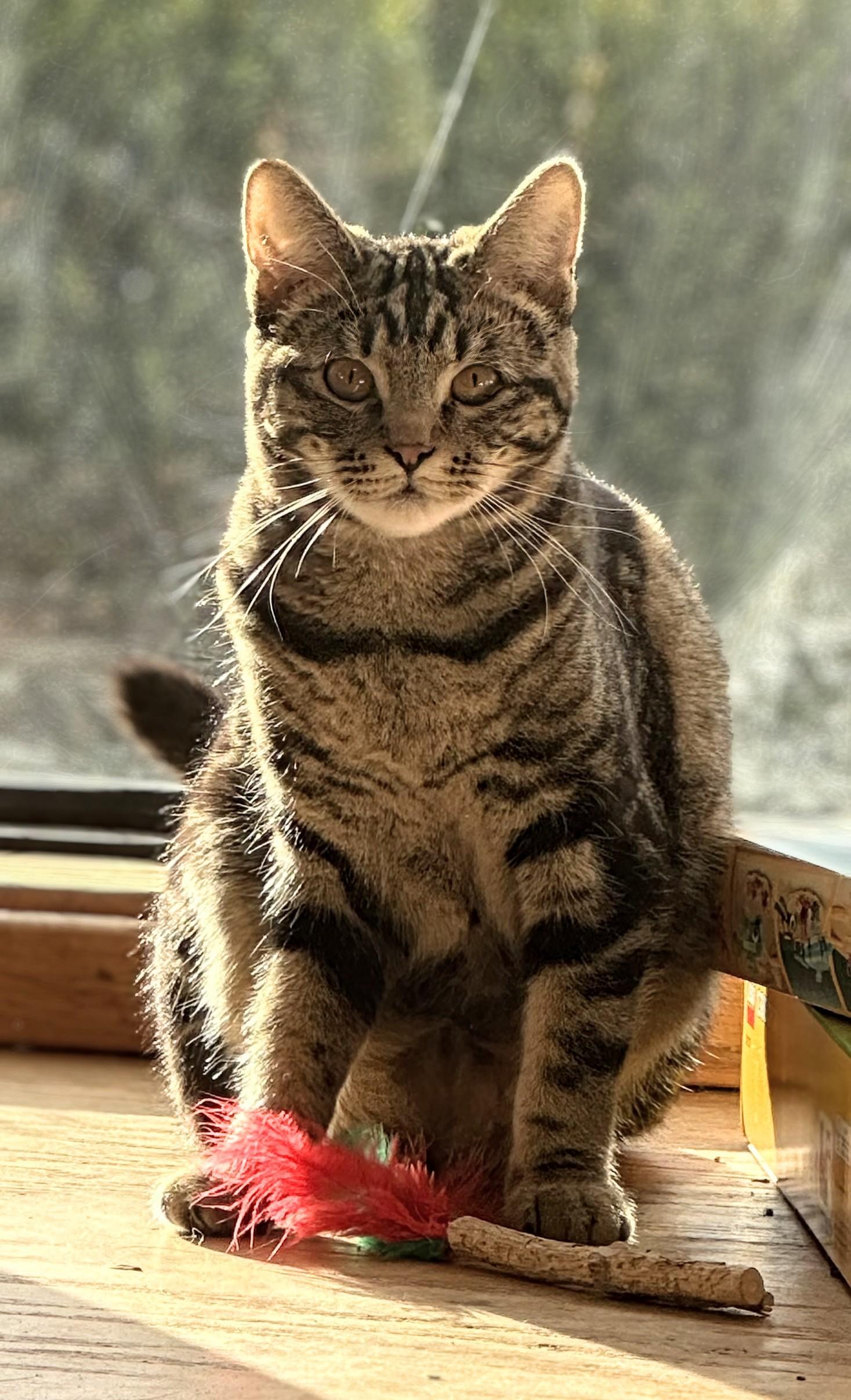 Pretzel, an adoptable Domestic Short Hair in West Richland, WA, 99353 | Photo Image 3
