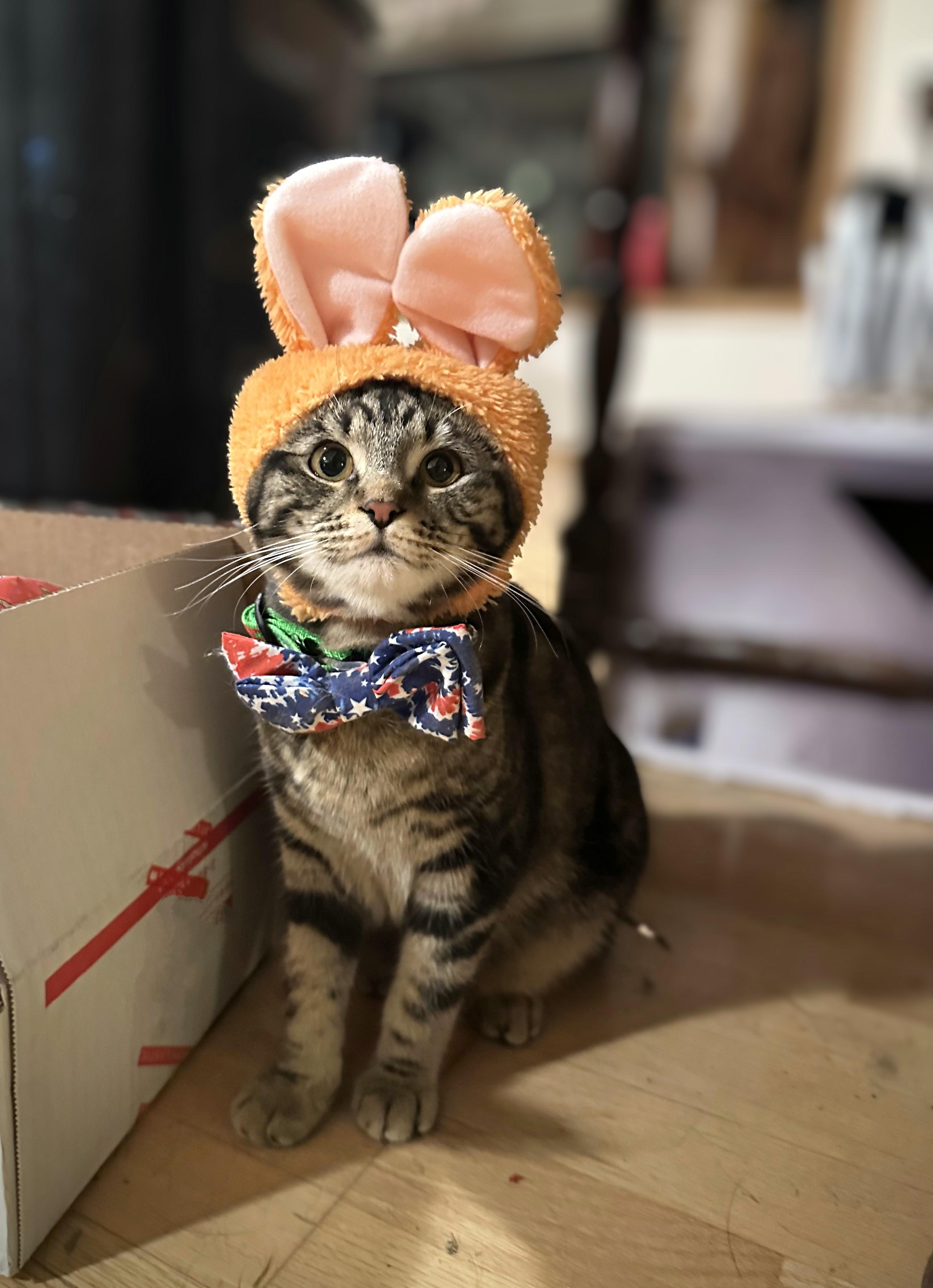 Pretzel, an adoptable Domestic Short Hair in West Richland, WA, 99353 | Photo Image 4