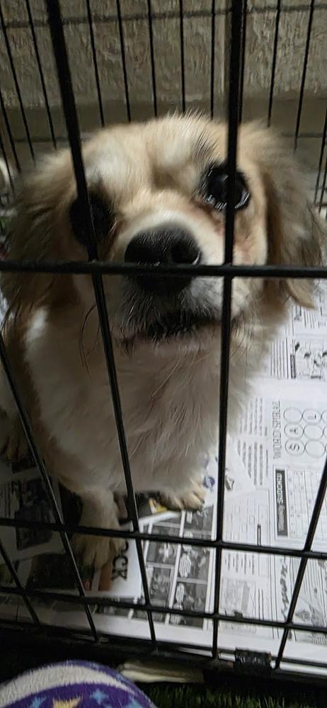 Bug, Adoptable, Young Female Shih Tzu.