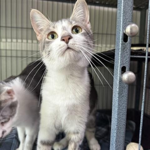 Samara, adopted, Young Female Domestic Short Hair.