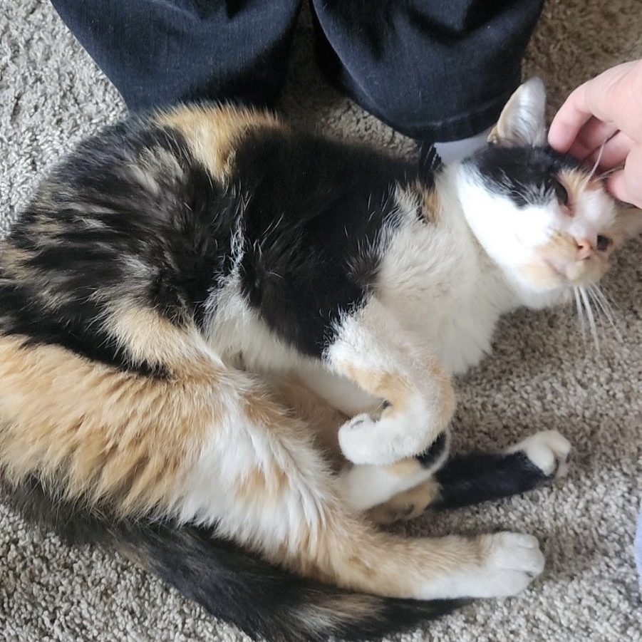 Enlarge Evie, a Adopted Domestic Short Hair in Fresh Meadows, NY image 1/11