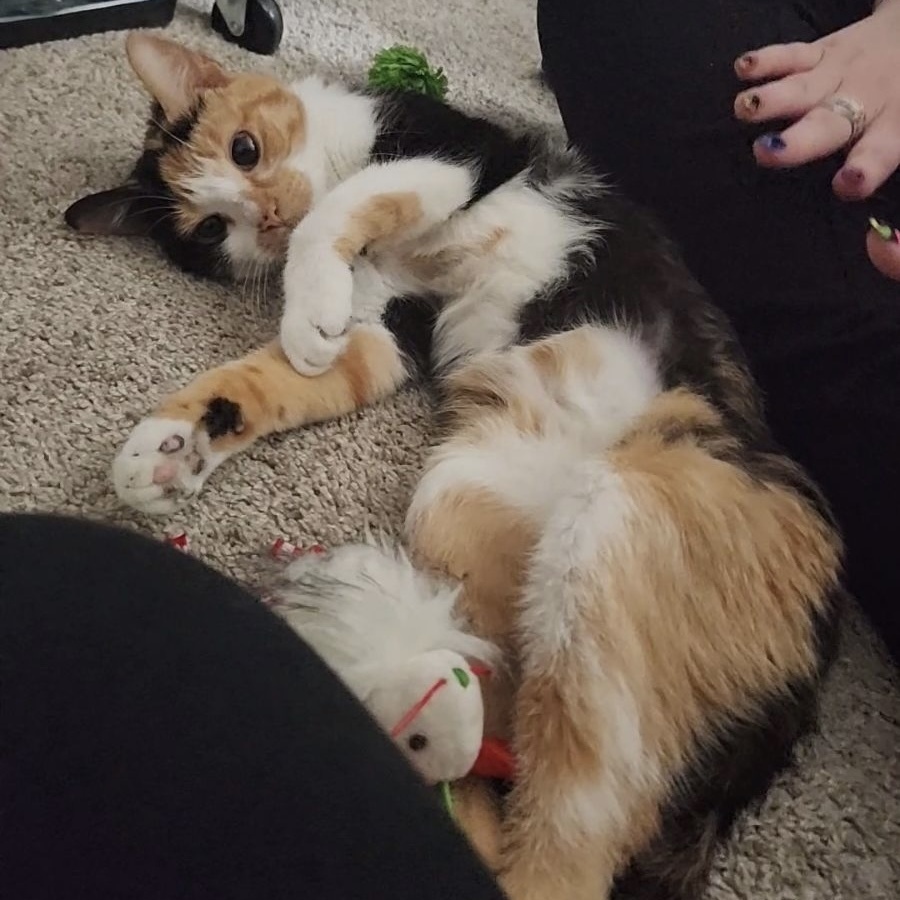 Enlarge Evie, a Adopted Domestic Short Hair in Fresh Meadows, NY image 3/11