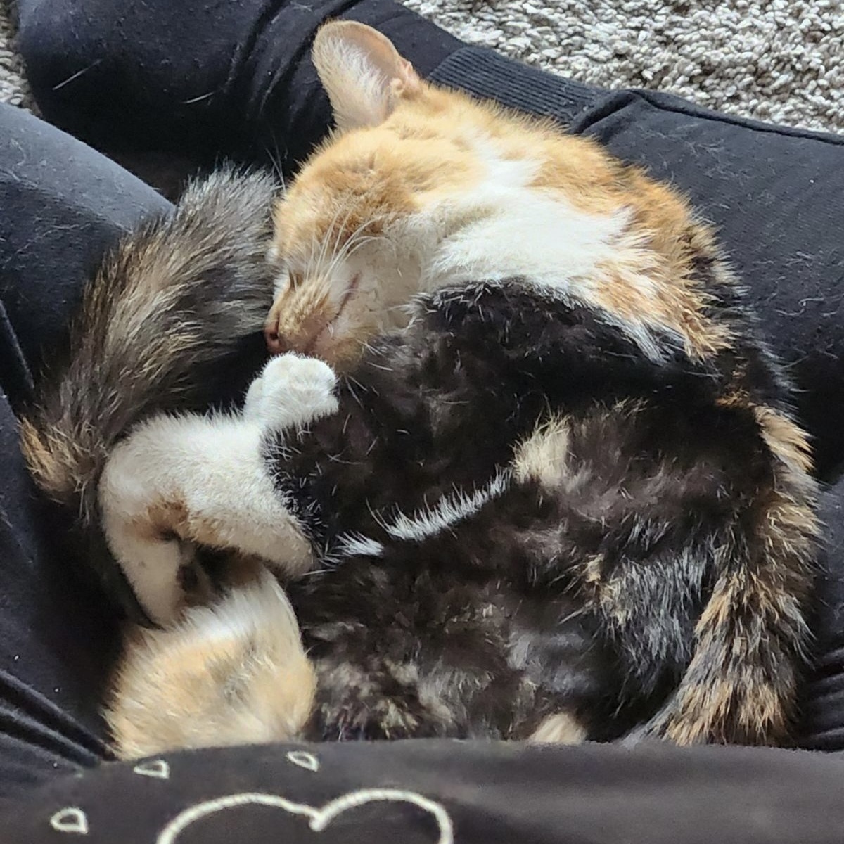 Enlarge Evie, a Adopted Domestic Short Hair in Fresh Meadows, NY image 4/11