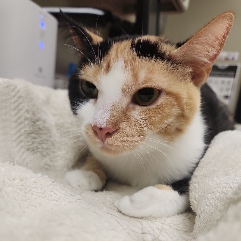 Enlarge Evie, a Adopted Domestic Short Hair in Fresh Meadows, NY image 5/11