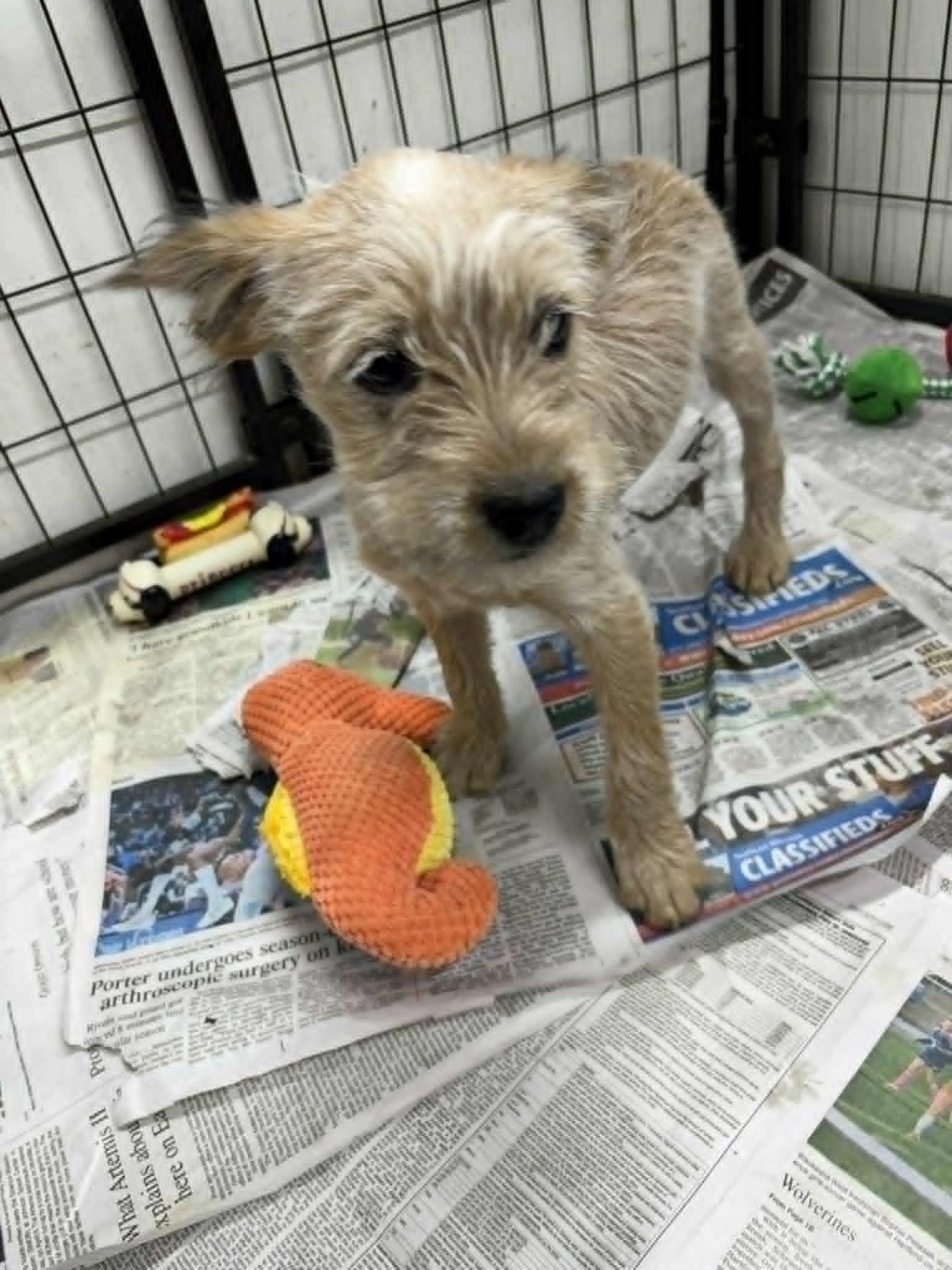 Togashi, Adoptable, Puppy Male Poodle & Australian Cattle Dog / Blue Heeler.