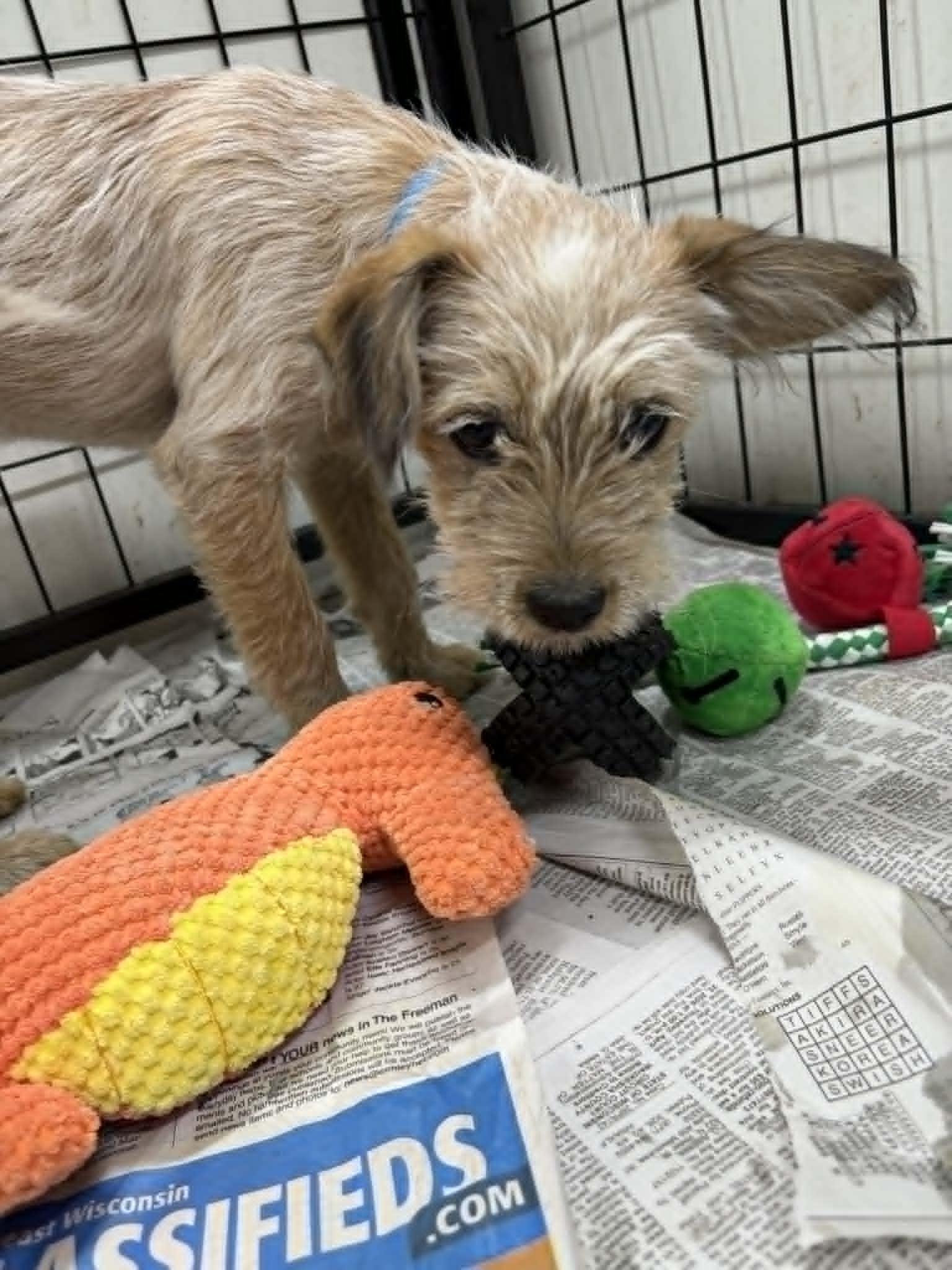 Enlarge Togashi, a Adoptable mixed breed in Mukwonago, WI image 2/3
