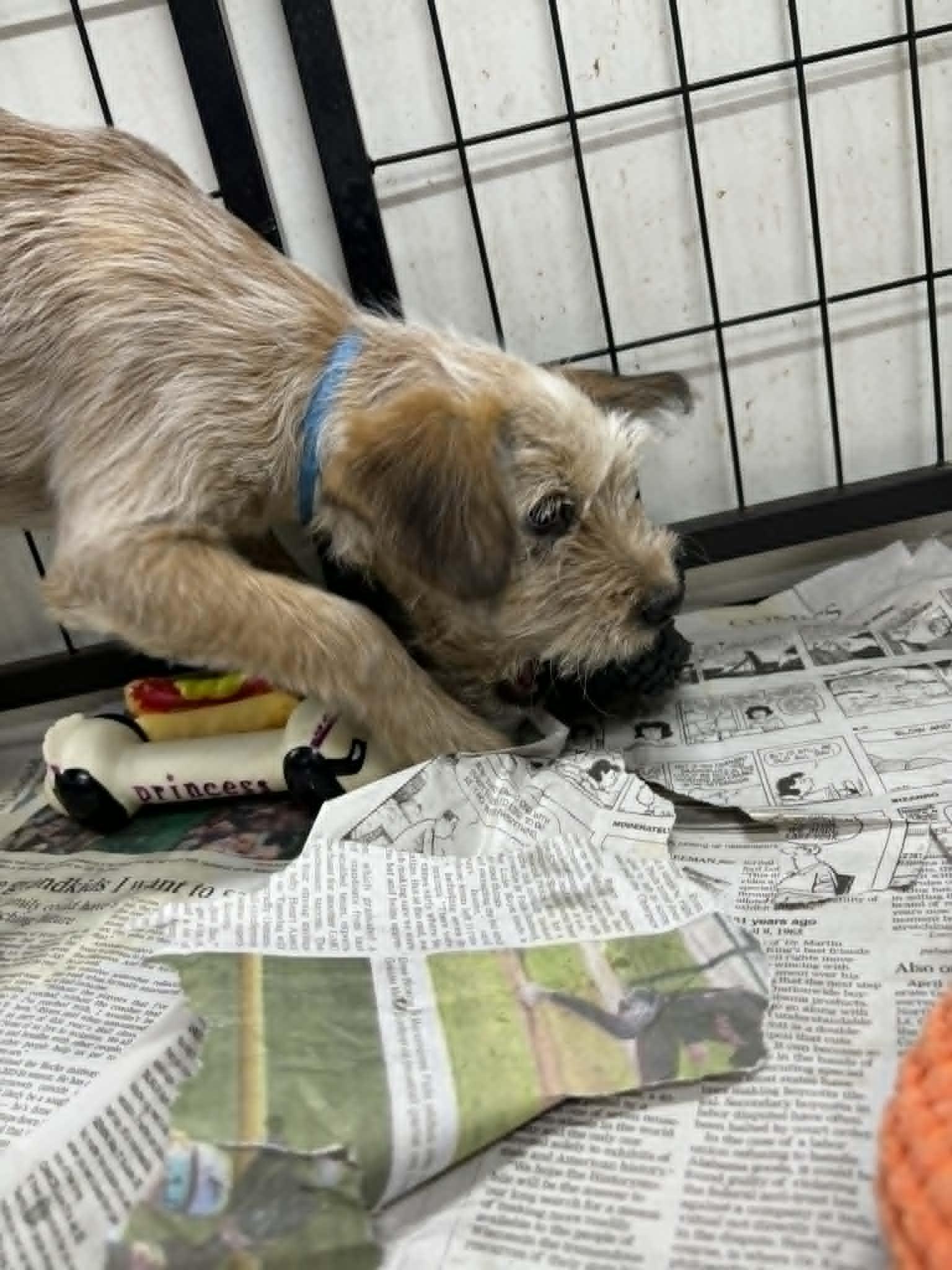 Enlarge Togashi, a Adoptable mixed breed in Mukwonago, WI image 3/3