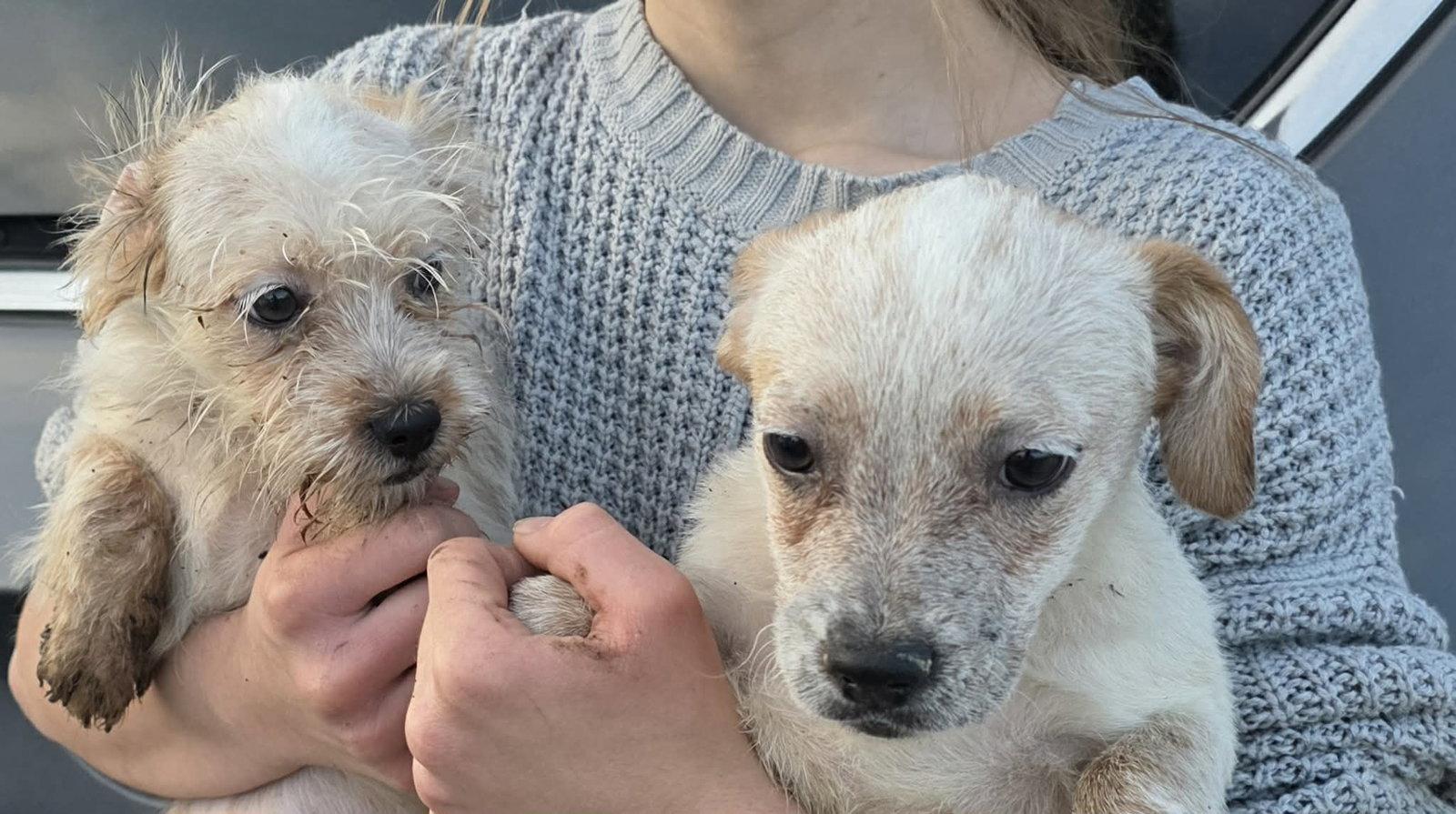 Enlarge Togashi, a Adoptable mixed breed in Mukwonago, WI image 2/2