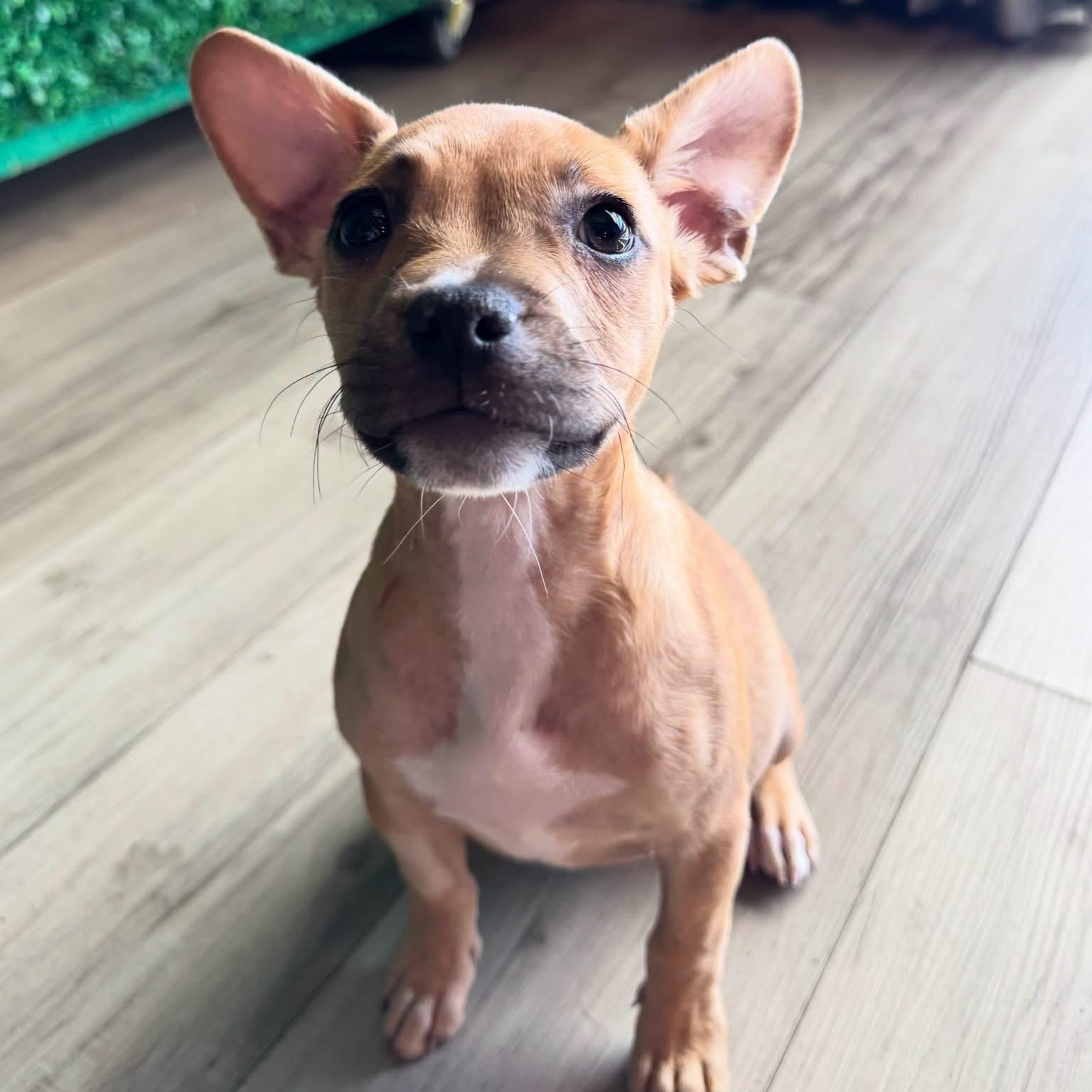 Pringle, Adoptable, Puppy Female American Bully & Terrier.